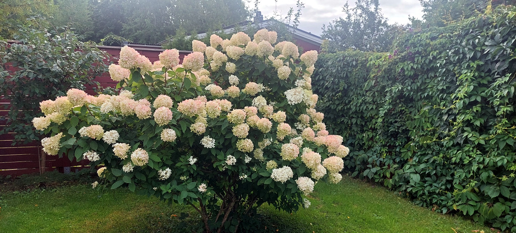 Myyjän kuva, komea Hortensia