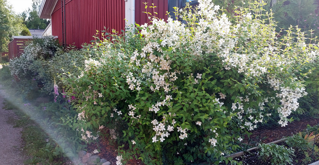 Myyjän kuva, kukkaloistoa