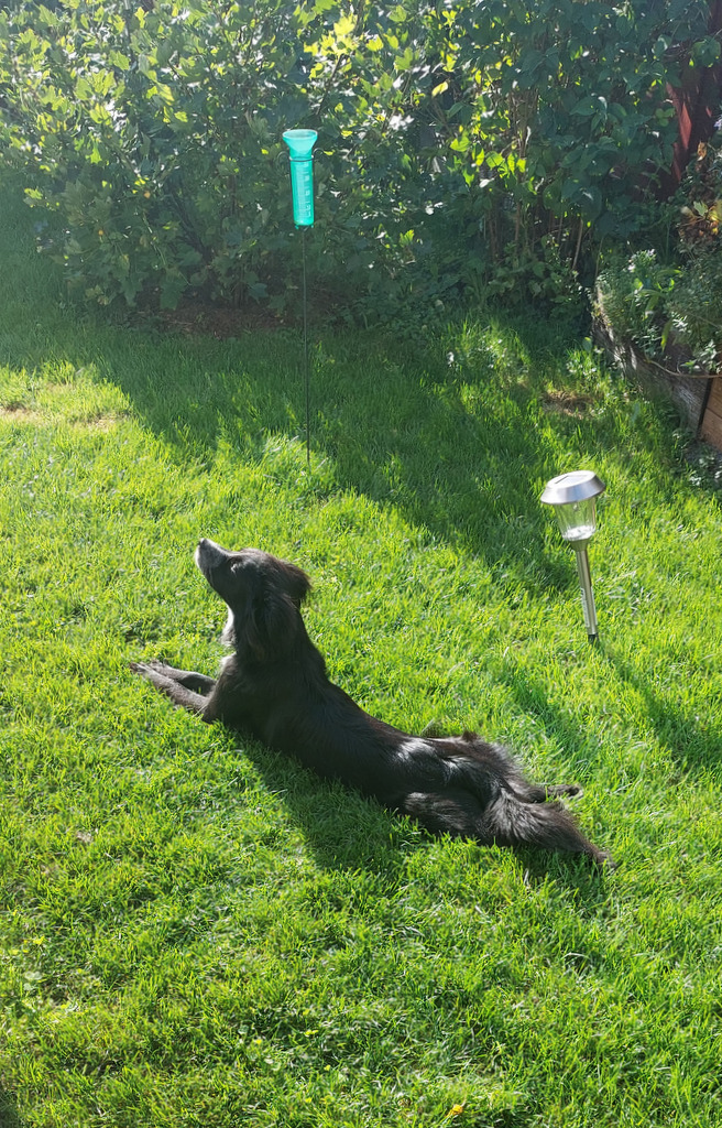 Myyjän kuva, nautitaan pihan vehreydestä