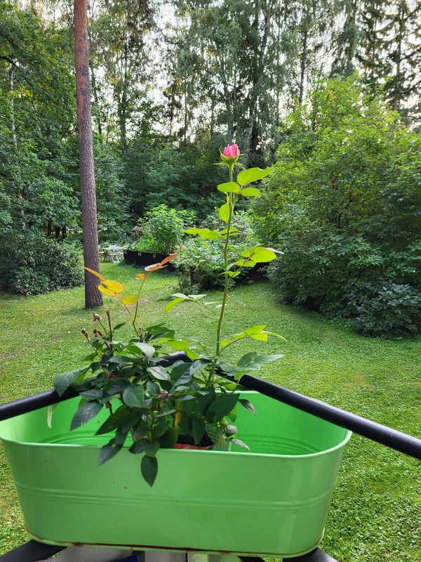 Parvekenäkymä kesällä