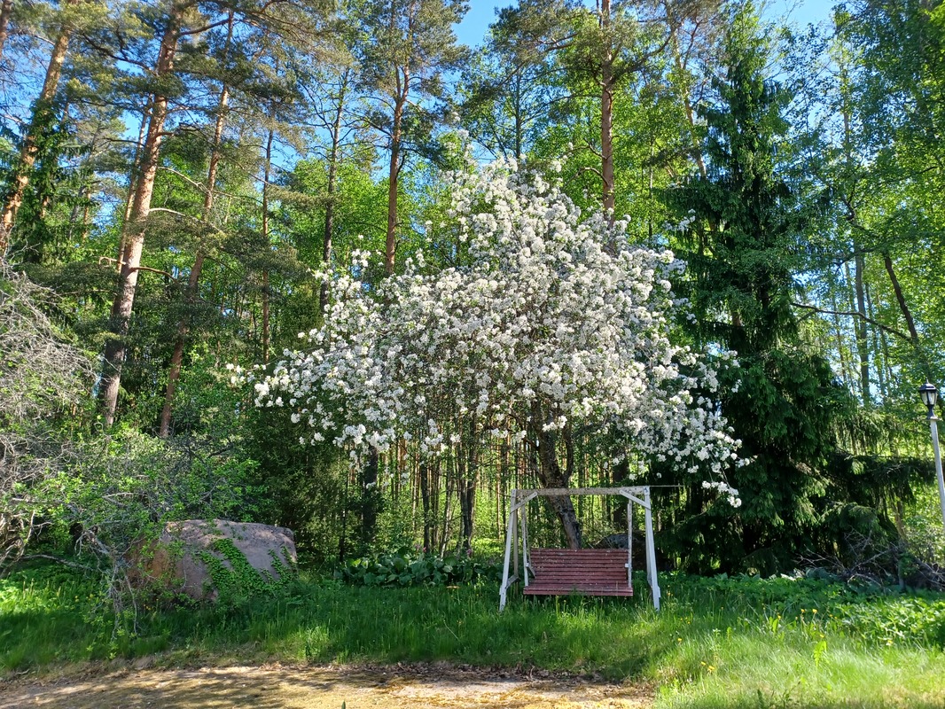 Omena ja marjapuita