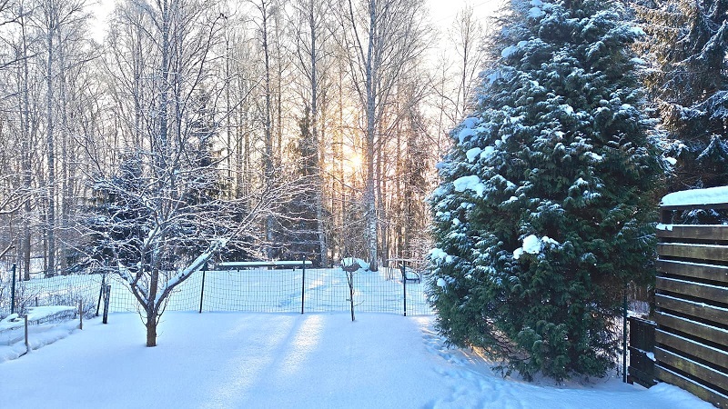 Talvikuva takapihalta