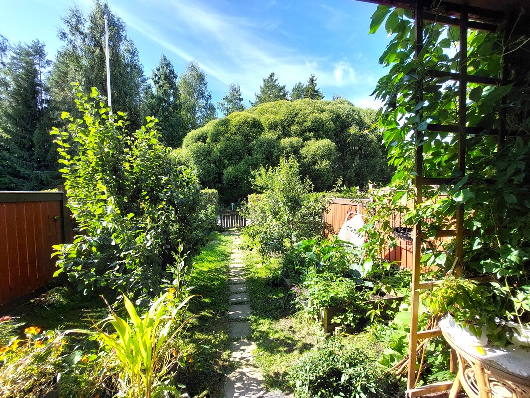 Takapiha