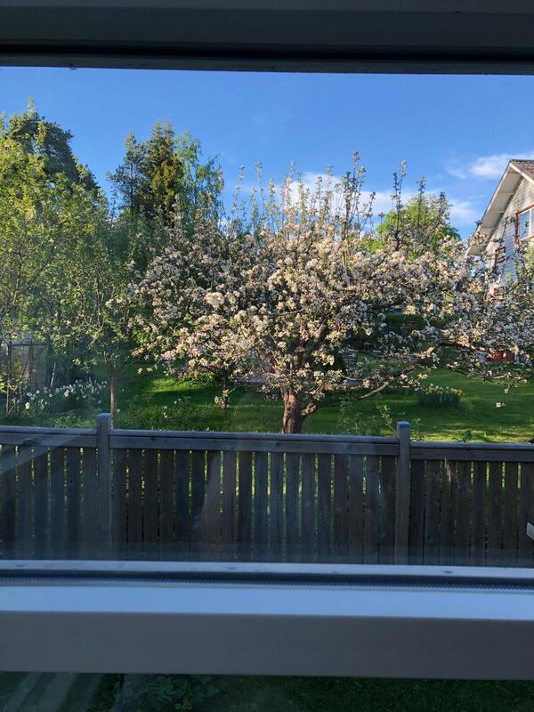 Näkymät sisältä ikkunasta naapurin upeaan kukkivaan puuhun.