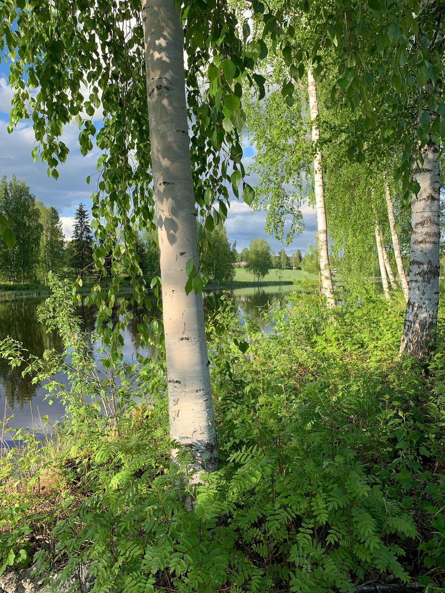 Mujeenpolku 4, 35400 Jämsä, Länkipohja