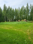 avara, iso tontti