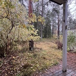 Olohuoneesta pääsy omalle pihalle