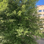 näkymä parvekkeelta