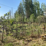 kasvimaa