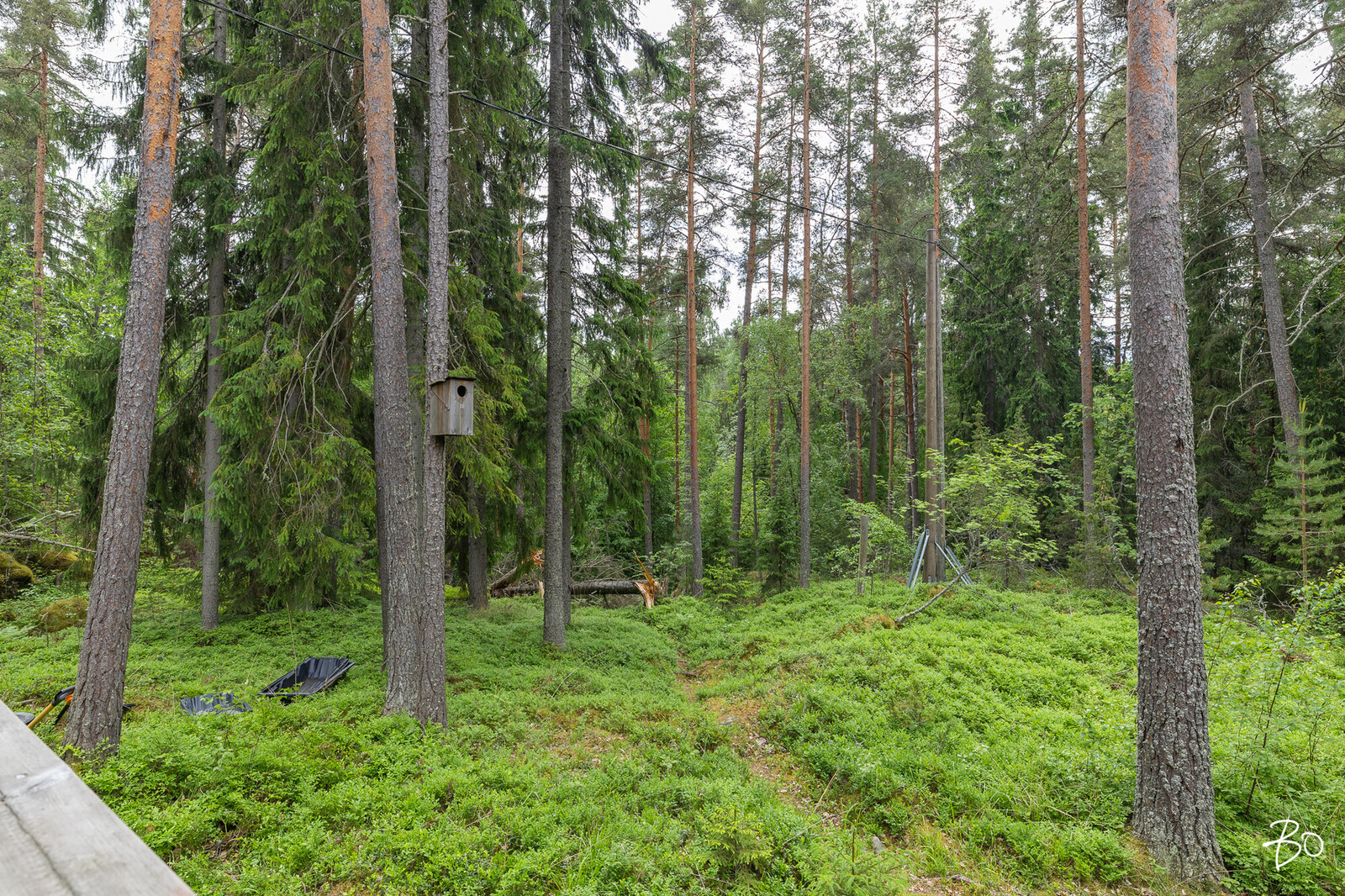 Melansyöstävä  - kuva 23