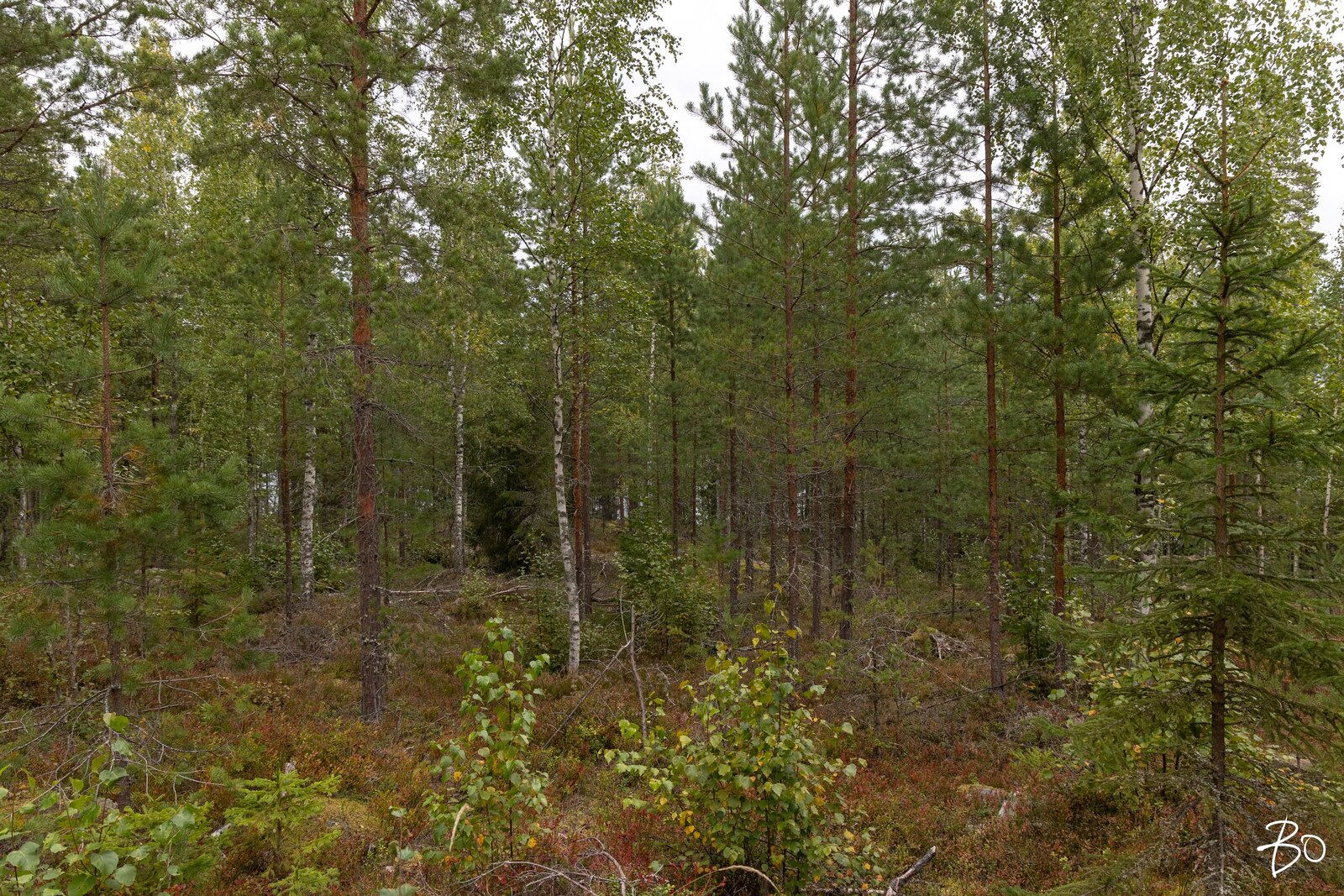 Pyhänpääntie A  - kuva 10