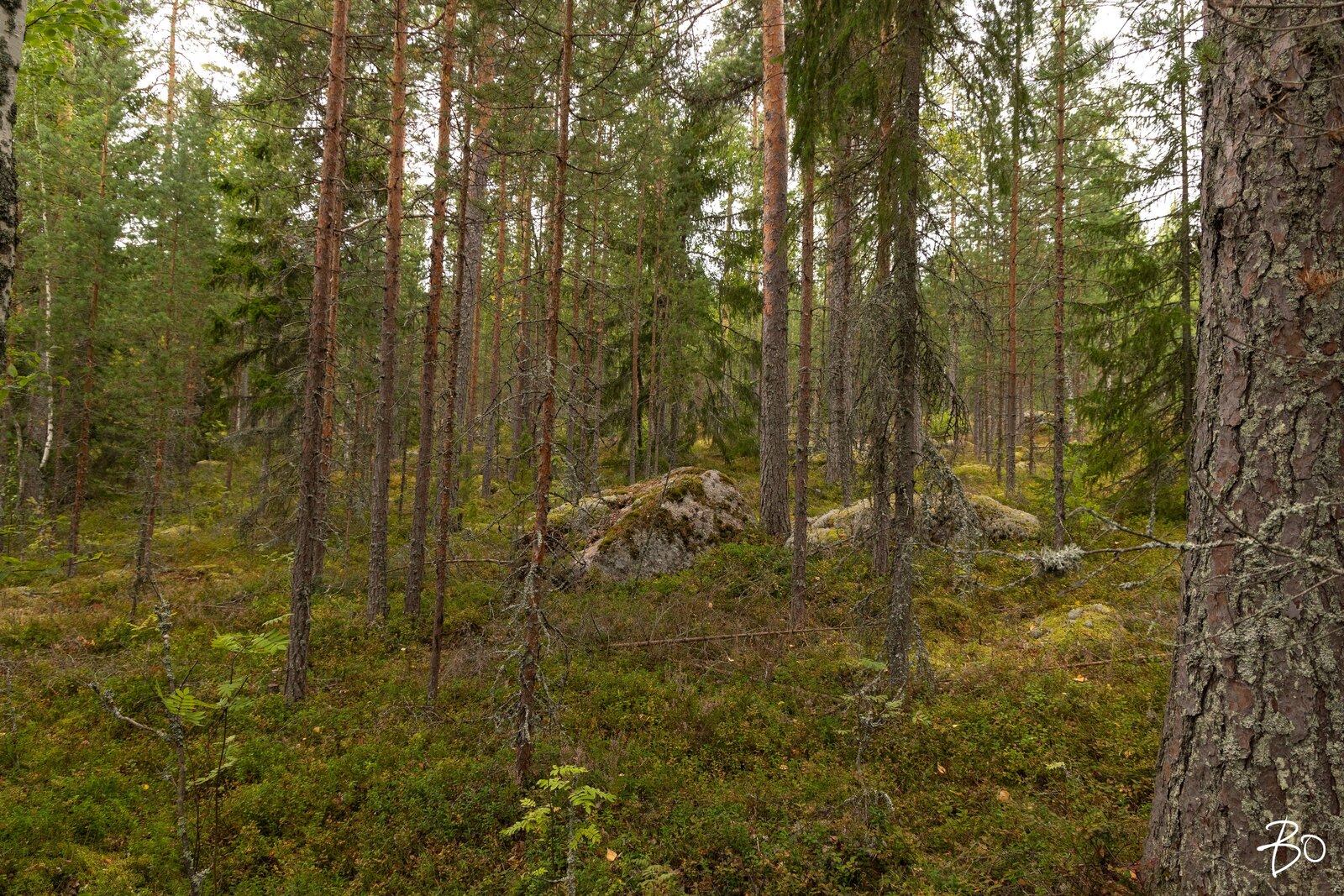 Pyhänpääntie A  - kuva 12