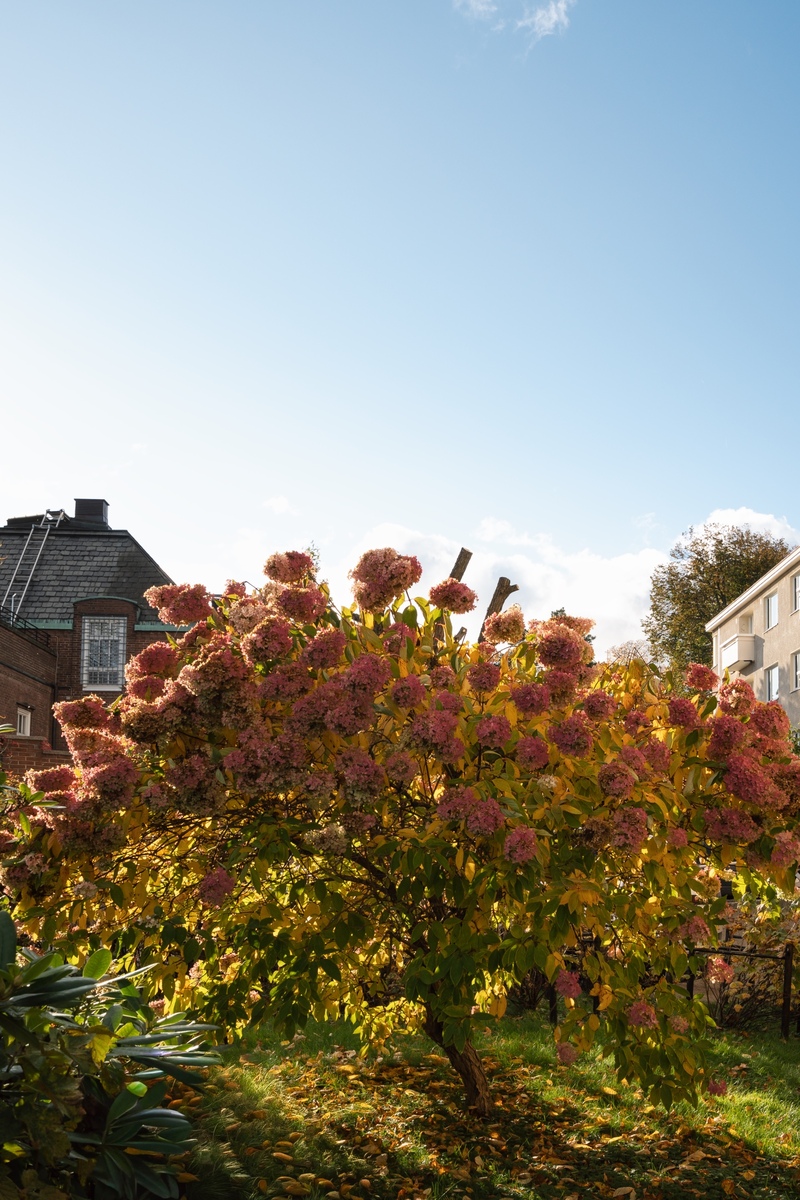 Siltatie 3 - kuva 23