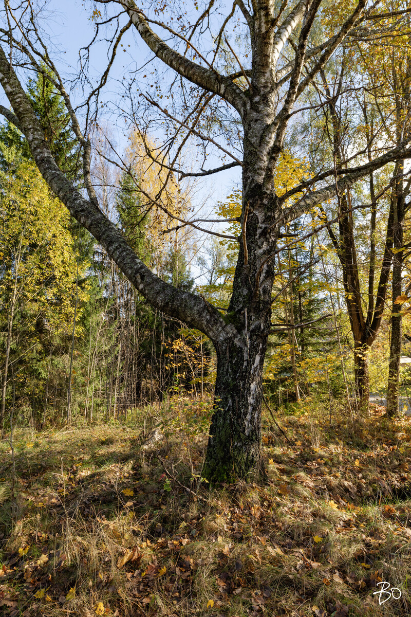 Siuntiontie 447 - image 8