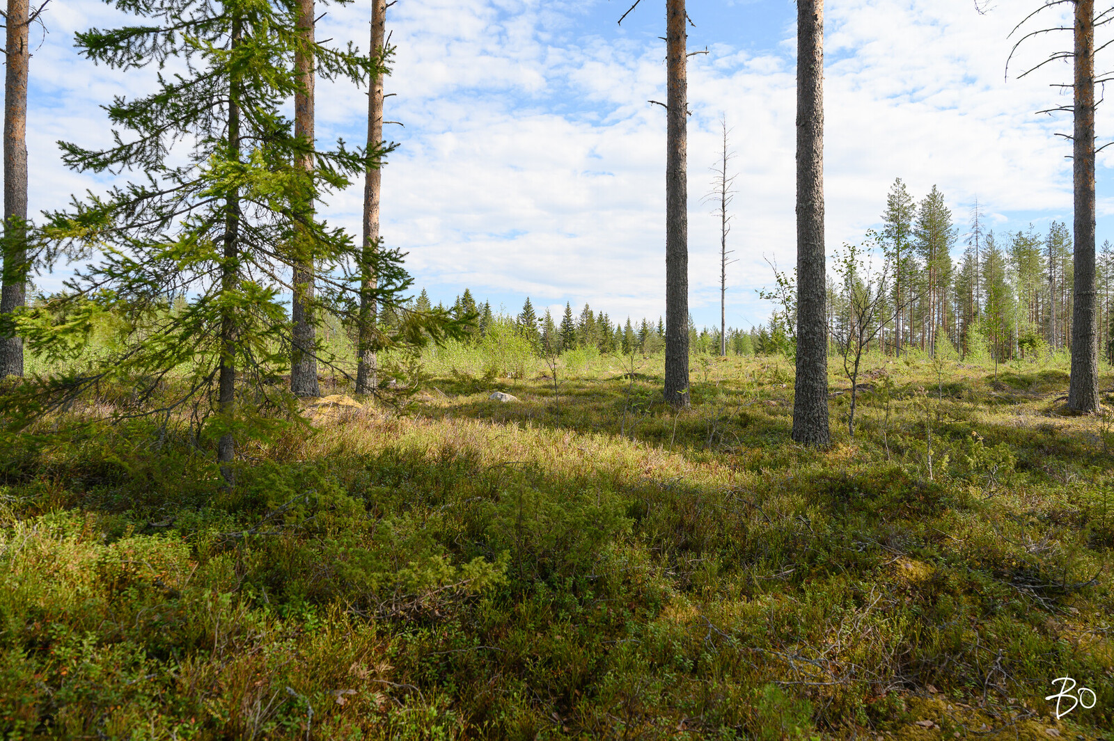 Petäjälahdentie 13 - kuva 8
