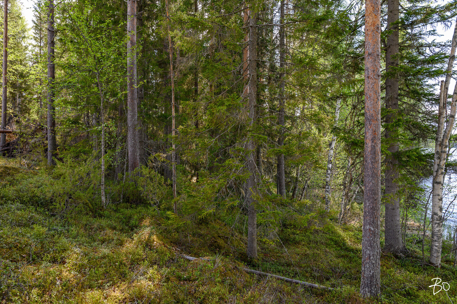 Petäjälahdentie 15 - kuva 3