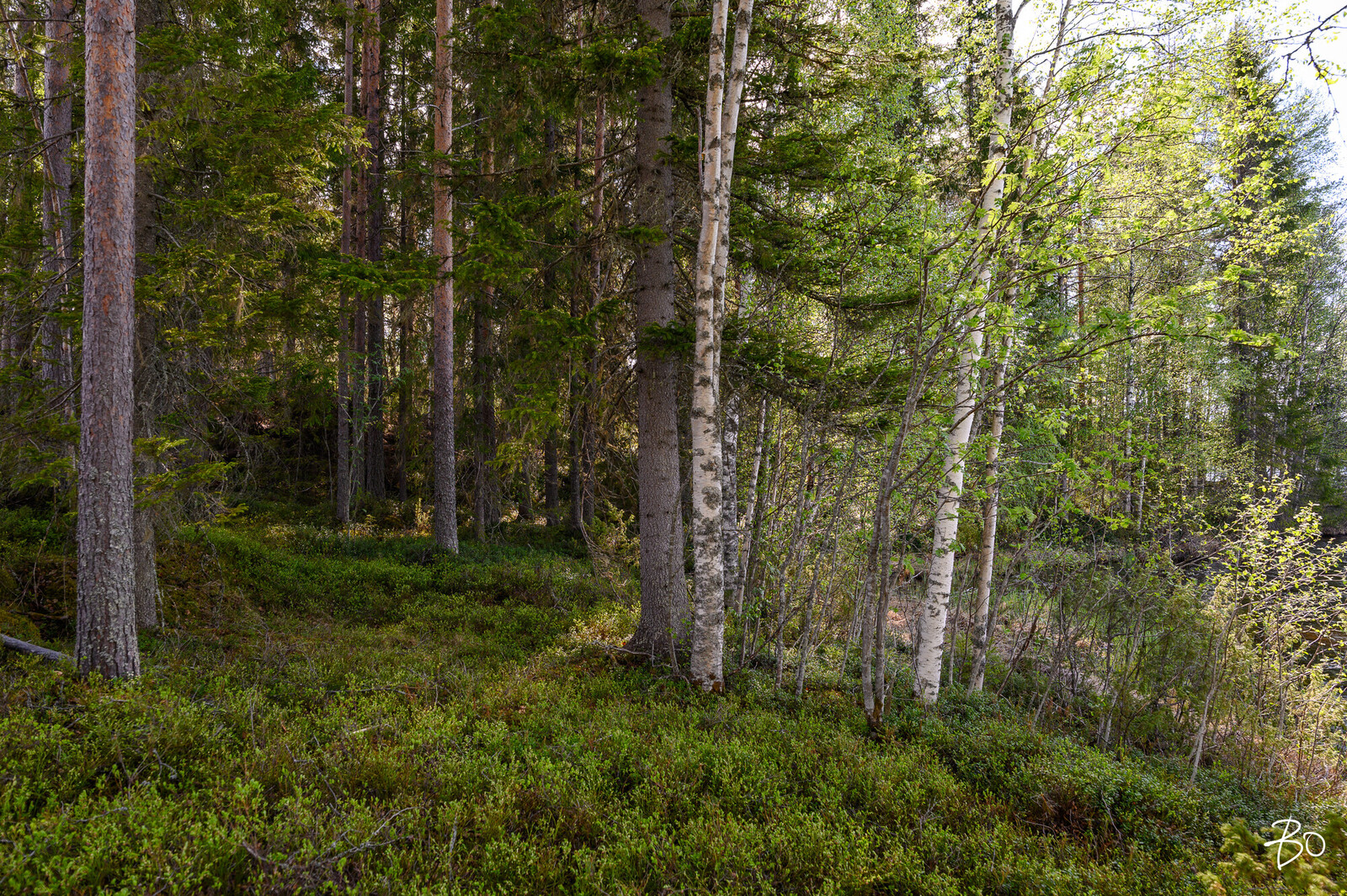 Petäjälahdentie 15 - kuva 4