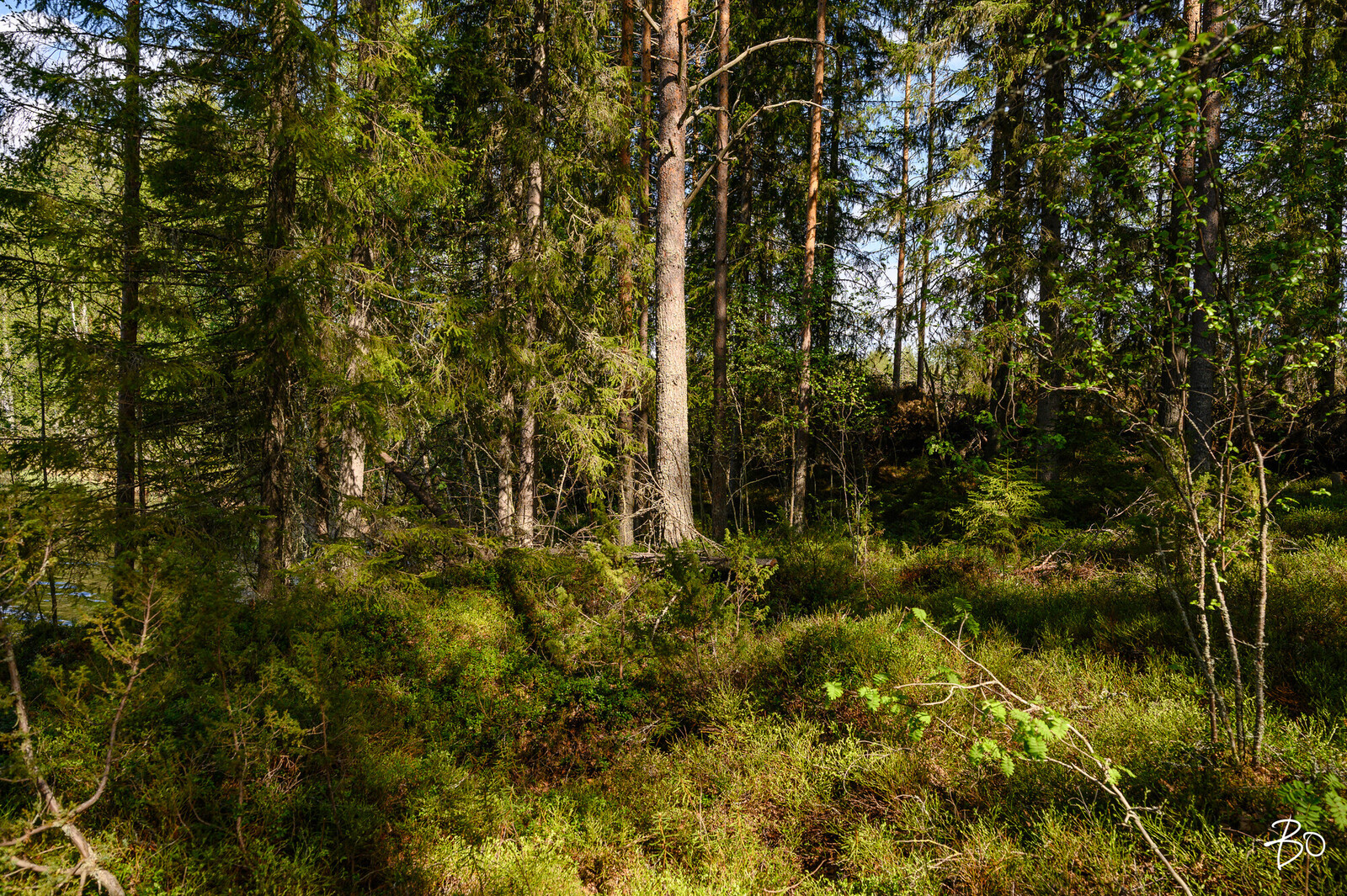 Petäjälahdentie 15 - kuva 8