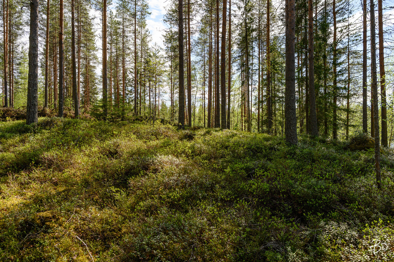 Petäjälahdentie 15 - kuva 9