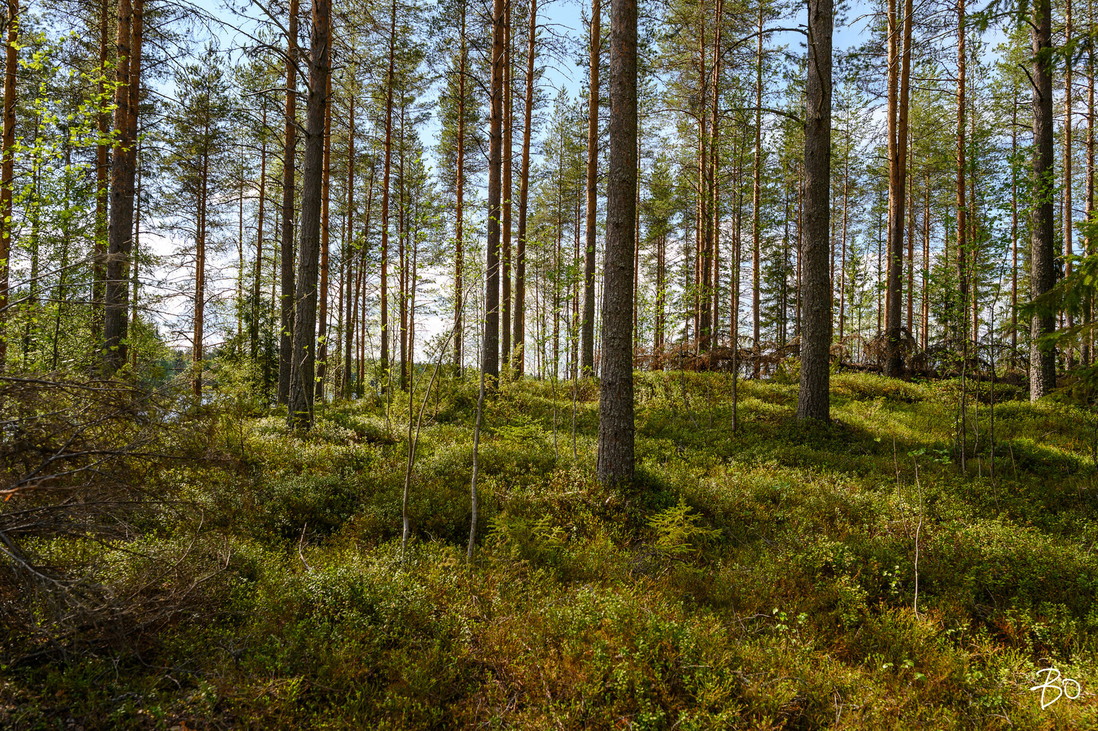 Petäjälahdentie 15 - kuva 15
