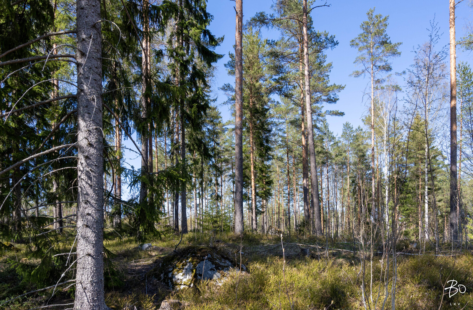 Boxintie 386  - kuva 3