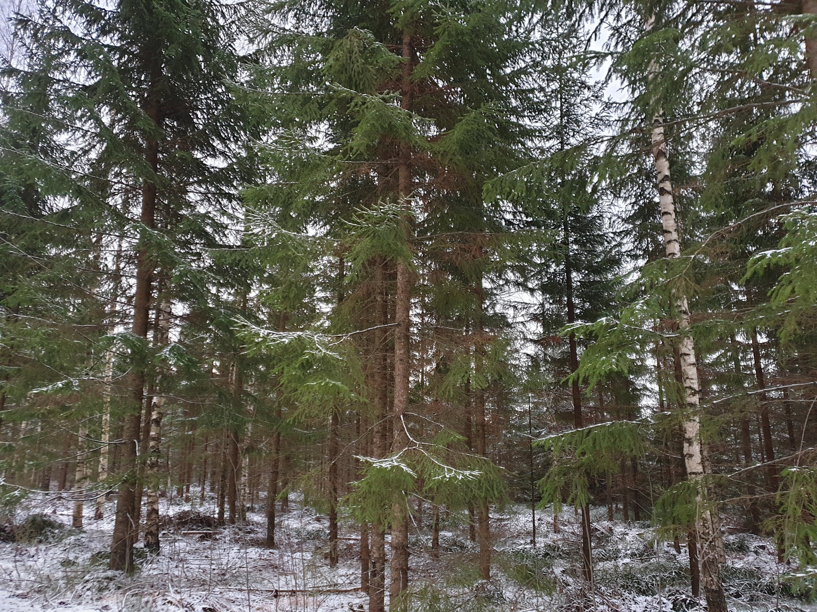 metsätila, Parikantie 277, VUOJALAHTI