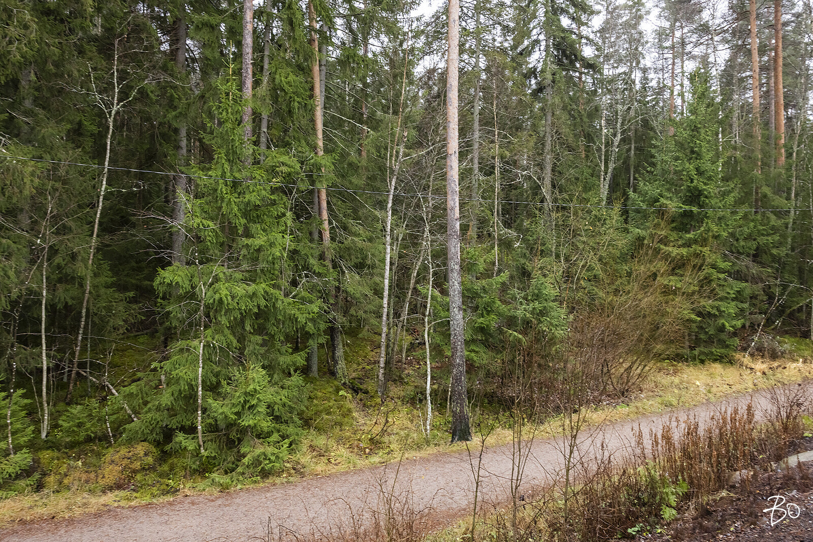 Bassenraitti 1 - image 24