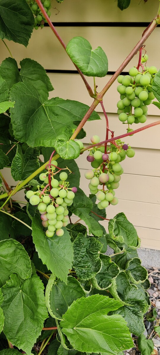 Ruusunpunantie 3 - kuva 22