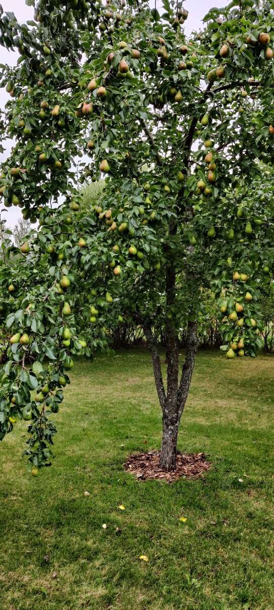 Ruusunpunantie 3 - kuva 23