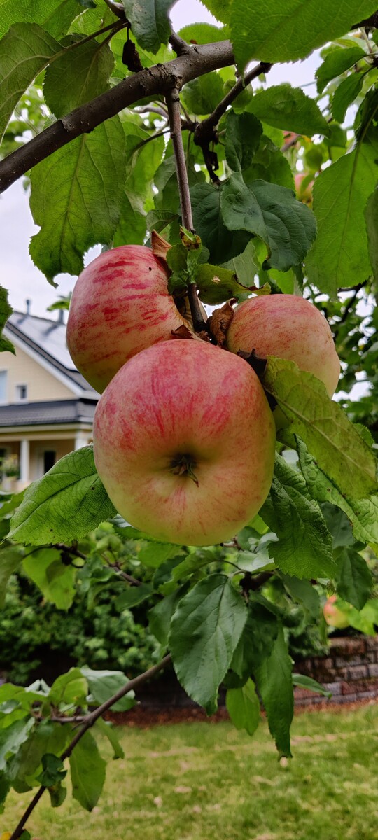 Ruusunpunantie 3 - kuva 24