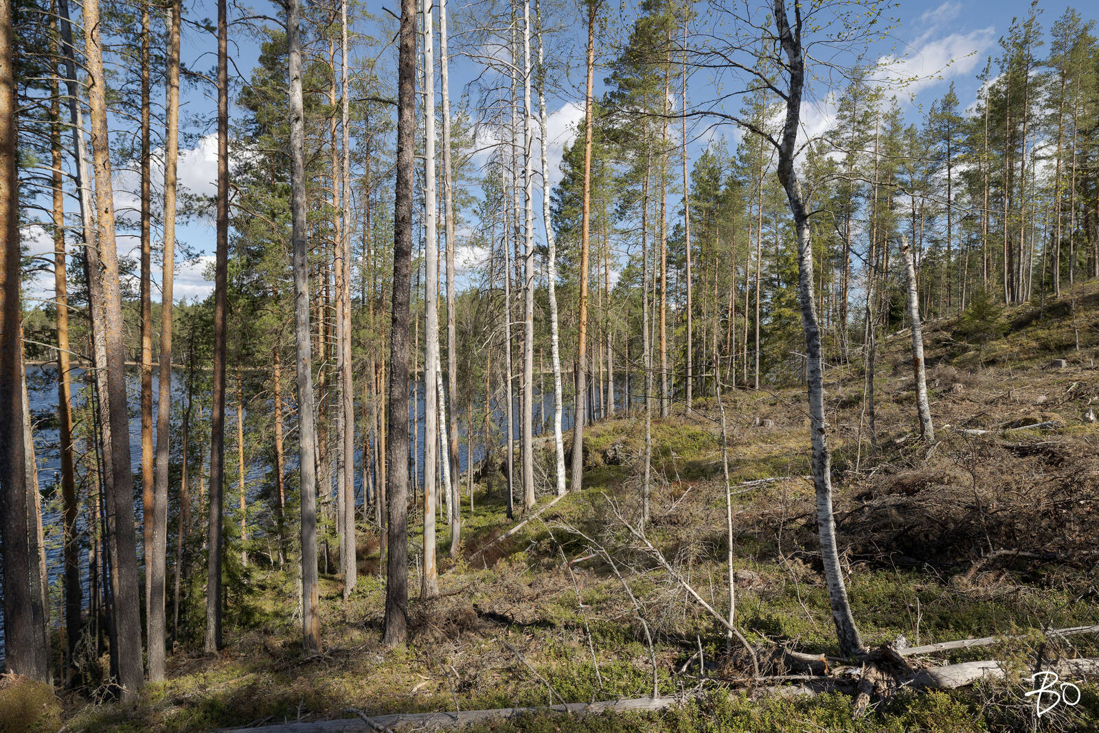 Vähä-Rihu  - bild 8