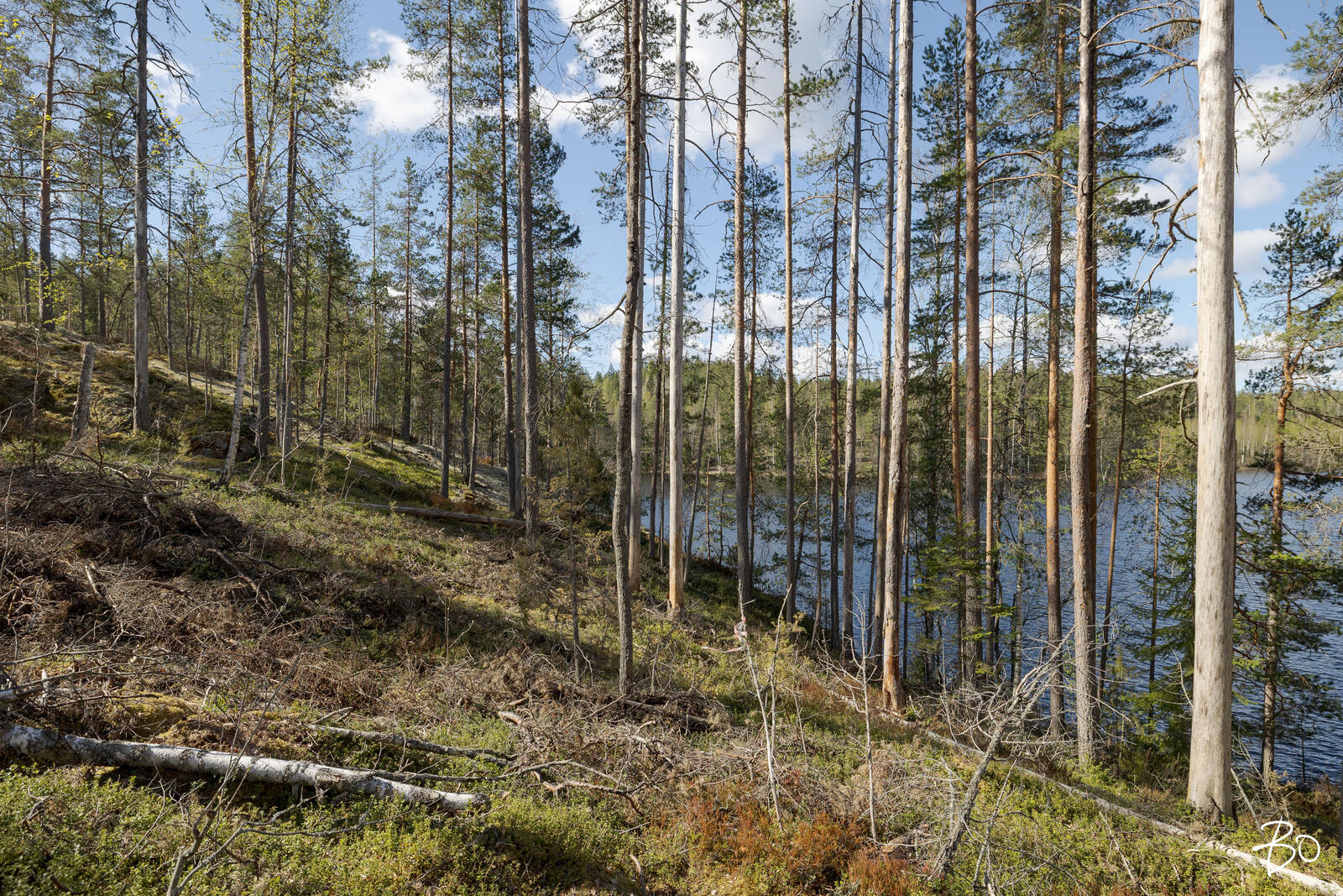 Vähä-Rihu  - bild 10