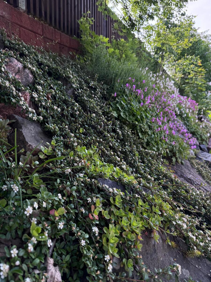 Lehmustie 26B - bild 46