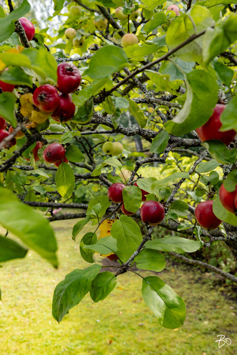 Nuottatie 8 - kuva 43
