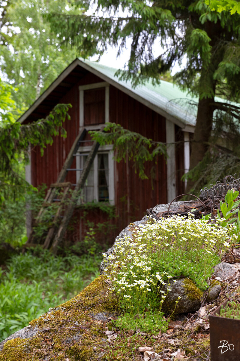 Tuomikari saari  - kuva 32