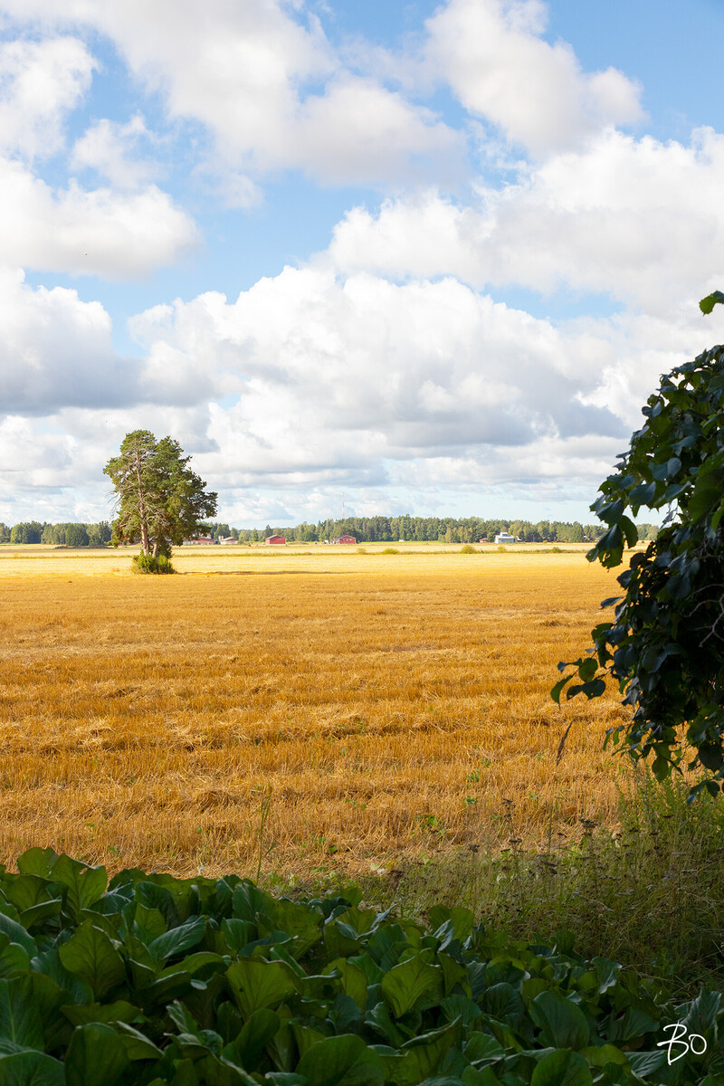 Suontaustantie 256 - bild 34