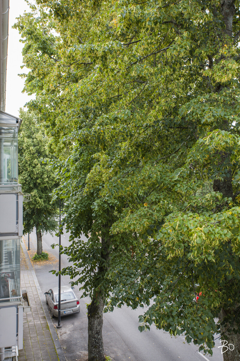 Alinenkatu 38 - kuva 7