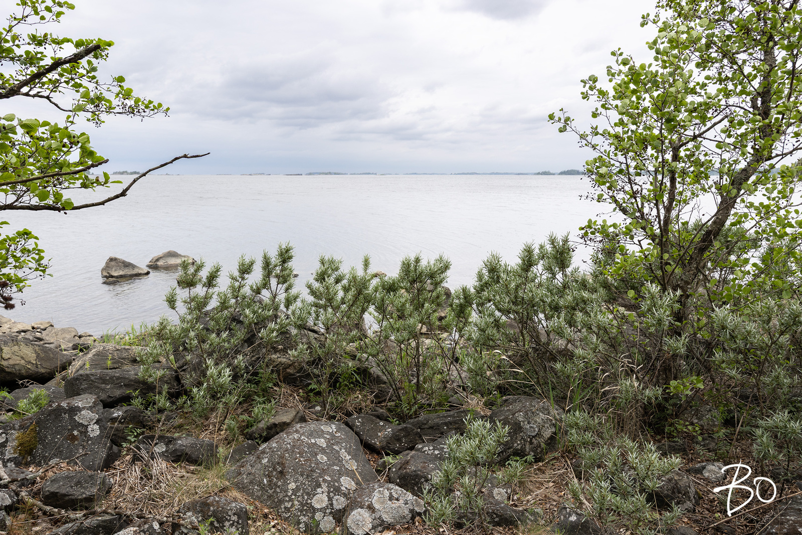 Saunakari, Ahlainen  - bild 22