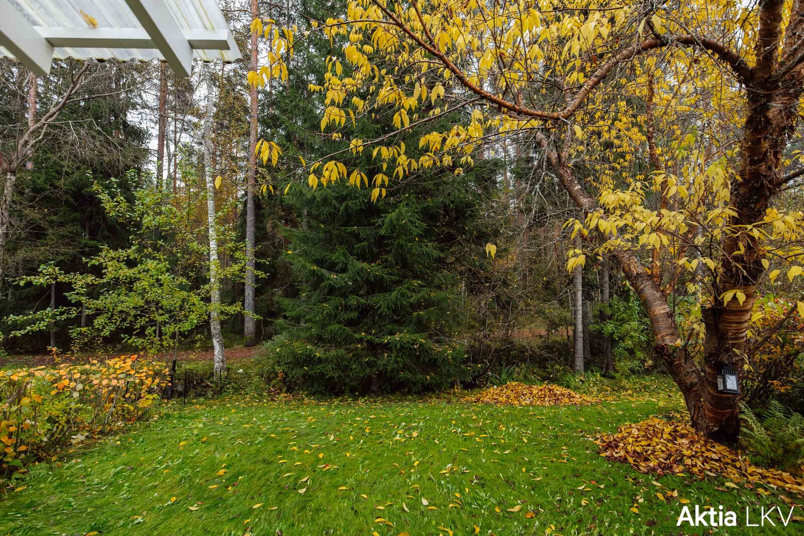 Oma piha rajoittuu kauniiseen metsään