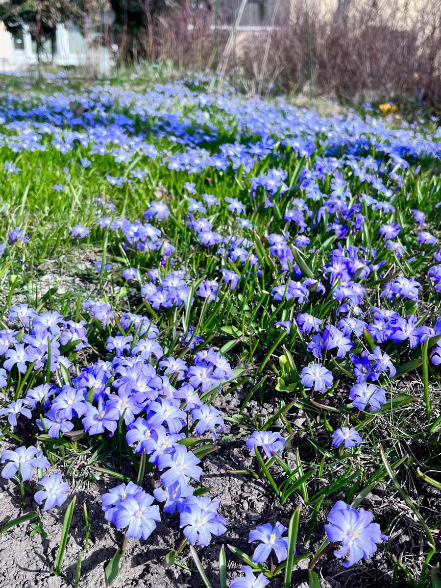 Kevään kukkaloistoa