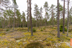 Uudenkyläntie , Turku (Satava), Kuva 8, esikatselu