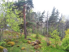 Pyynikintie 5, Helsinki (Pihlajisto), Kuva 10, esikatselu
