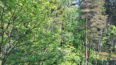 Hirsipadontie 5, Helsinki (Oulunkylä, Patola), Kuva 14, esikatselu