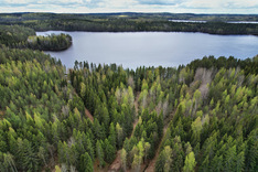 Peurakalliontie , Tuusniemi (Juojärvi), Kuva 6, esikatselu