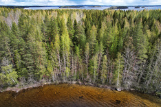 Peurakalliontie , Tuusniemi (Juojärvi), Kuva 2, esikatselu