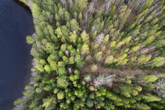 Peurakalliontie , Tuusniemi (Juojärvi), Kuva 4, esikatselu