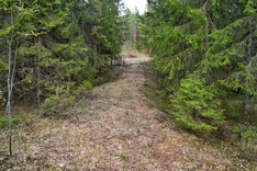Peurakalliontie , Tuusniemi (Juojärvi), Kuva 10, esikatselu