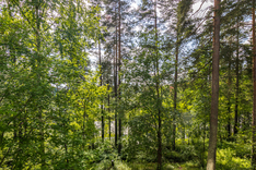 Luistelijantie 5, Kuopio (Puijonlaakso), Kuva 13, esikatselu