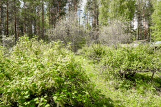 Majasaarentie 382, Saarijärvi (Majasaari), Kuva 47, esikatselu