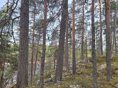 Takunkannantie 83 C, Hevonlahti, Varkaus
